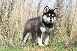 ALASKAN MALAMUTE 027